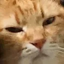 CatNotPleased