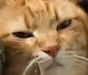 CatUnamused