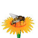 beee Discord emoji