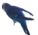 mp