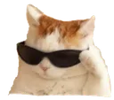 coolkitty