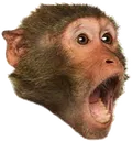 PogChimp