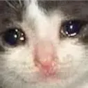 sad_cat