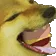 DogeYum