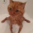 Cursedcat cursedcat Discord Emoji