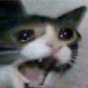cataaaaaa