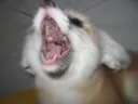 He_go_SCREEEEEEE