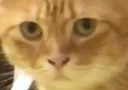 cat_what