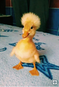 duckyafro