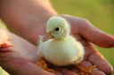 duckyholdy