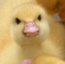 angyducky