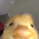 hewwoducky