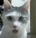catPOG catPOG