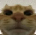 catskype catskype