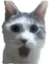 PogCat