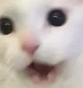 thurstonhappy