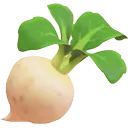 turnip