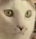 catsorrywat