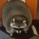 chonk chonk