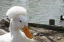 affro