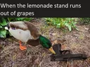 meme