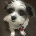 doggo