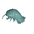 isopod