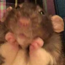 ratte