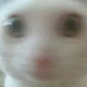 blurry_cat
