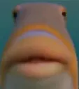 starefish