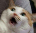 oppressedcat Discord emoji