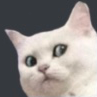 concerncatt Discord emoji