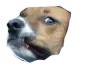 wutdog