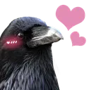 crowblushu