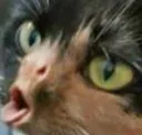 angry_gottem angry_gottem