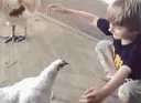 DI_ChickenCuddles