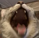 chomp