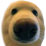 boop