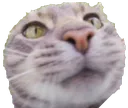 funnycatcloseup Discord Emoji