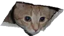 ACOSP_holecat