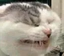 laughingCat