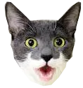 Pogcat pogcat Discord Emoji