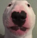 staredog
