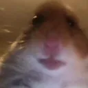 starehamster