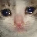 CryCat