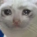 cryingcat