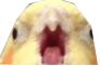 birdscream Discord emoji