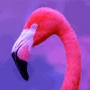 FlamingoSoon