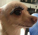 DogsOfDiscord_2_amLady Discord emoji