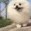 DogsOfDiscord_1_RunRun DogsOfDiscord_1_RunRun